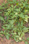 Cutleaf groundcherry